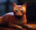 Человечество нуждалось в игре вроде Stray