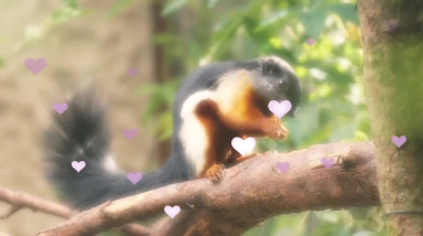 A Nutritious Boyfriend: Трейлер