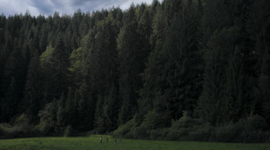 Heart of the Forest: Трейлер