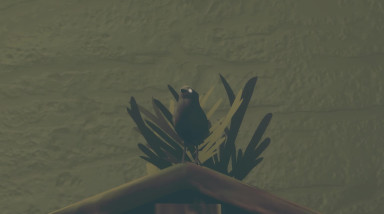 Birds Watching: Анонс игры