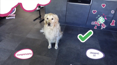 Golden Retriever Simple Life: Трейлер к релизу ранней версии