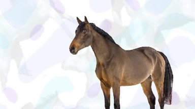 Horse Magnifier: The Full Horse: Релизный трейлер