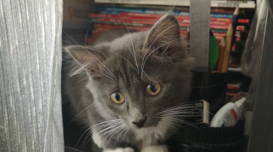 Всеобщая мысль