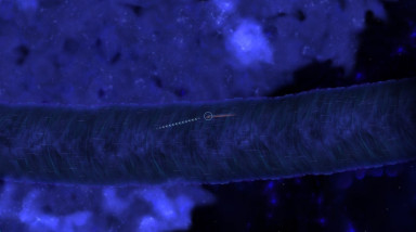 Starsector…