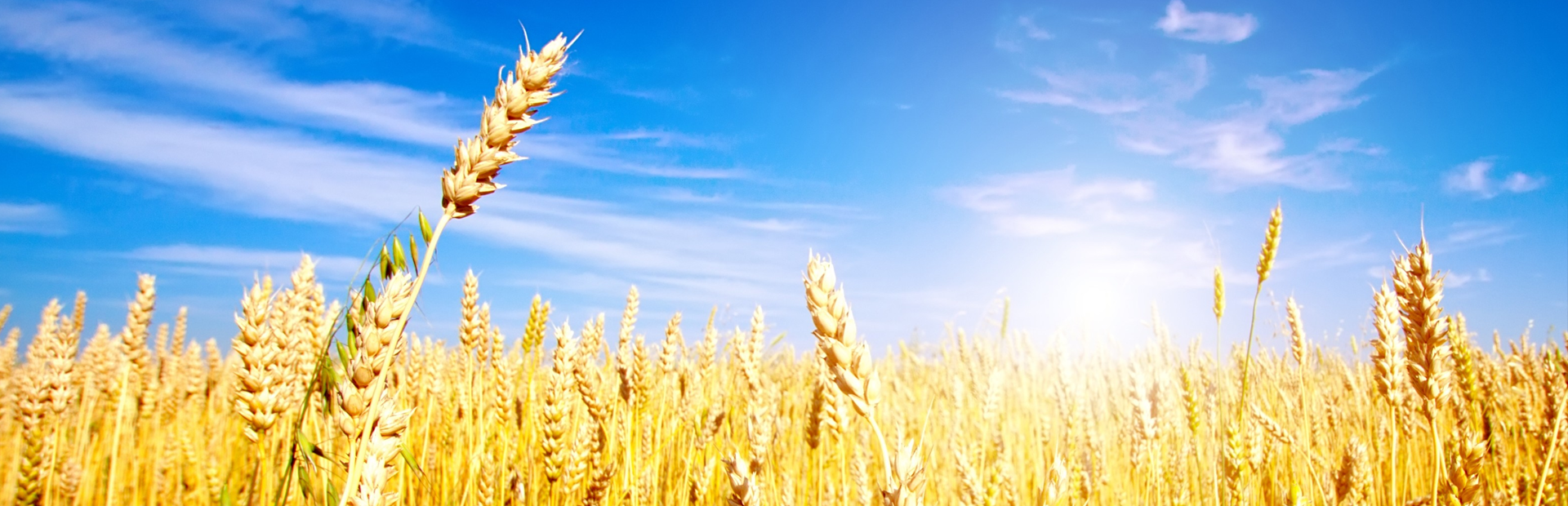 Пшеница панорама