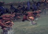  20   Total War: Warhammer       