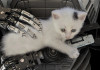 The Talos Principle 2 точно выйдет, уверяет Croteam