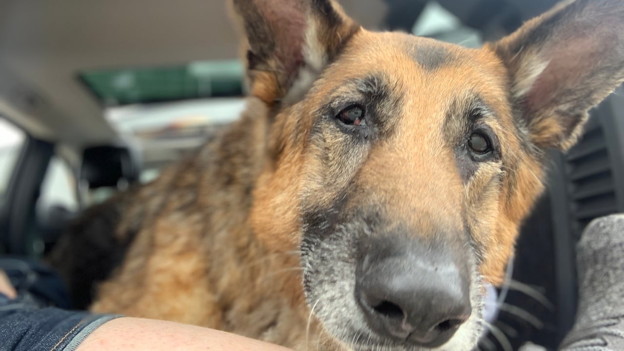 В память о собаке, которая стала прообразом Псины в Fallout 4, Microsoft пожертвовала $10 000 защитникам животных