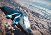  Elite Dangerous: Odyssey     ,   PC-