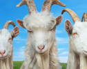 Пять игр по «Властелину колец» и успех Goat Simulator 3 — свежий отчёт Embracer
