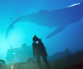 Трейлер и старт предзаказов морской адвенчуры Under The Waves
