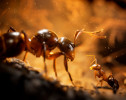 Тизер Empire of the Ants — фотореалистичного симулятора муравейника на UE5