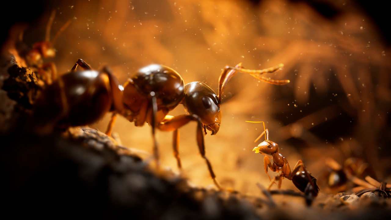 Pocket ants steam фото 43