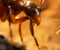 В муравьиную стратегию Empire of the Ants введут новые режимы, карты и не только