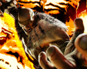 Capcom представила геймплейный трейлер Сагата в Street Fighter 6