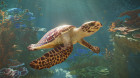 Состоялся анонс Planet Zoo 2