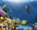Идейная наследница Ecco The Dolphin провалилась на Kickstarter