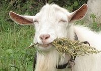 Goat Simulator заявилась на Xbox One с «миллионами багов»