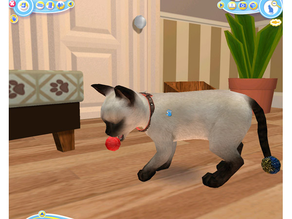 Cats Cats