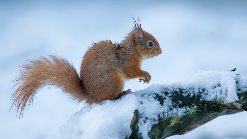 Белочка &amp;lt;3