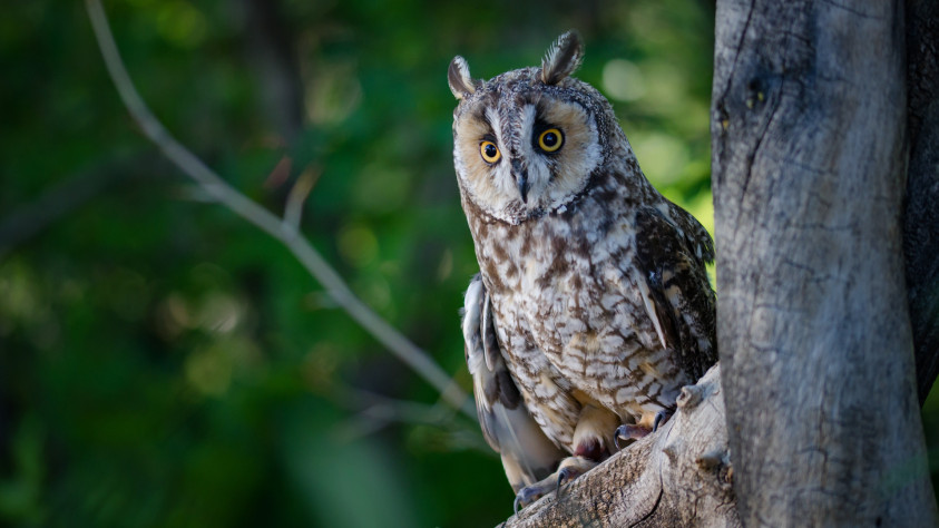 СГЧГК воскресает штоле?