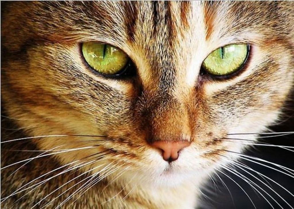 Взгляд как у кошки песня. Кошачий глаз. Взгляд кошки. Кошка с красивыми глазами. Кошачьи глазки.