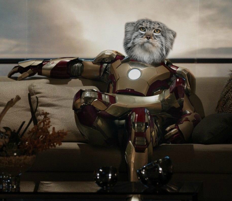 Включи железный кот. Кот Железный человек. Котик в костюме железного человека. Железный человек Железный кот. Костюм Железный человек кошачий.