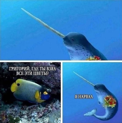 Он&amp;nbsp;действительно нарвал.