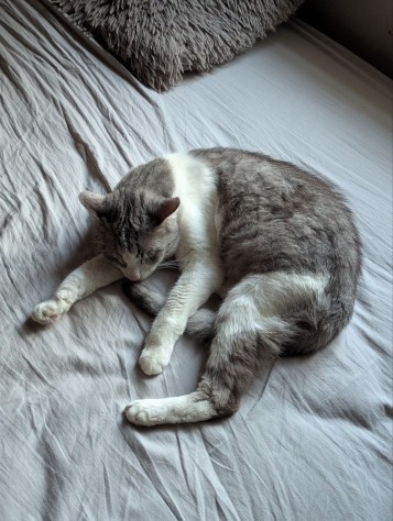Позитиватор в&amp;nbsp;форме котика: 3