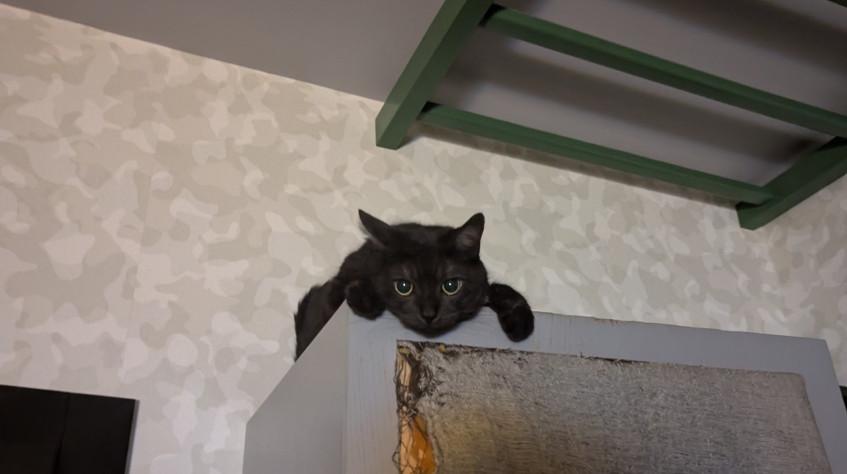 Позитивный котик следит за&amp;nbsp;вами