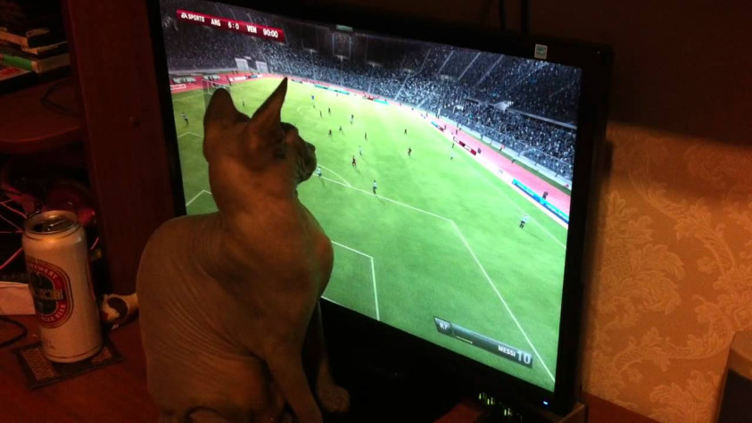 Котик пытается разглядеть душу