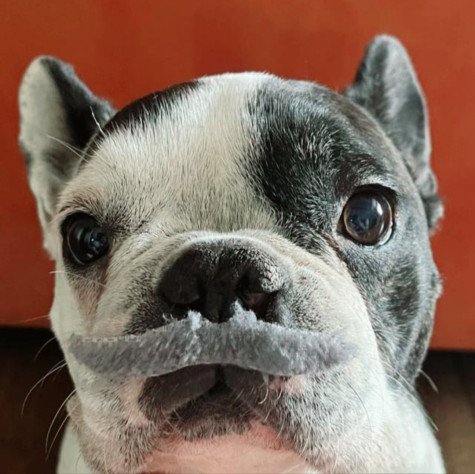 Вот фото моей собаки с накладными усами, не ставьте много дизлайков, плиз)