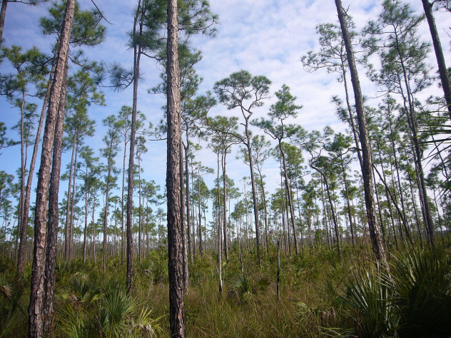 Э́верглейдс