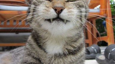 Mafia II - баги, глюки, приколы. (обсуждение + видео.)