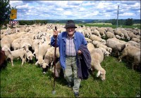 Актуальная проблема «Стадо» и её решение[+ОПРОС]