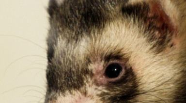 О хорьках и хозяевах ))