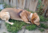 Обзор одной MMRPG