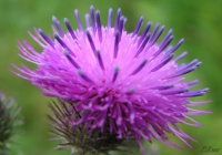 Как Шотландия присоединилась к Великобритании [Перевод]