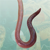TnL: посидушки в Worms Reloaded