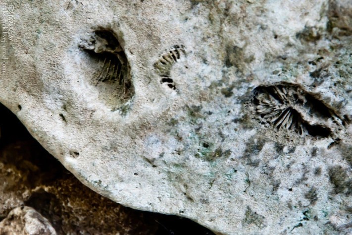 Следы морских животных в камне.