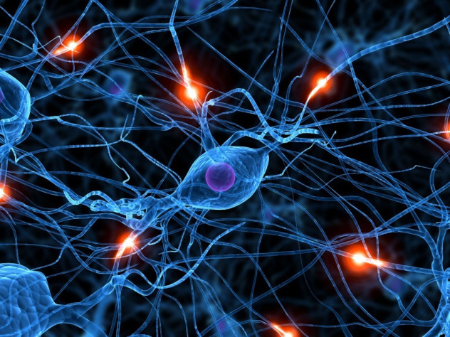 Нейронные связи