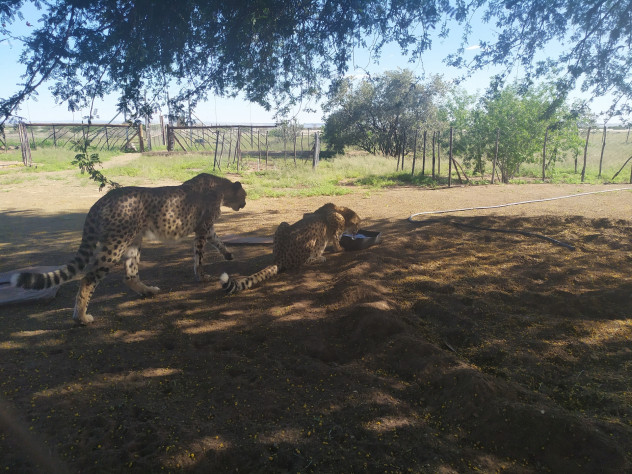 В Paradise героиня путешествует с ручным леопардом. В Африке я столкнулся с ручными гепардами — их содержат на фермах.