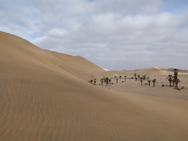 Дюны пустыни Намиб в высоту достигают нескольких сотен метров.