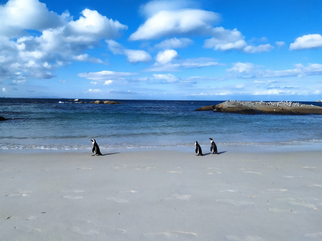 Сафари-игры утаивают важный факт: в Африке есть колонии пингвинов.
