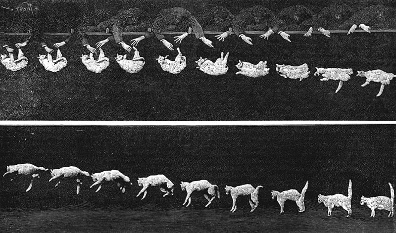 Этьен-Жюль Маре демонстрирует способность представителей семейства кошачьих доминировать над бессердечной сукой гравитацией