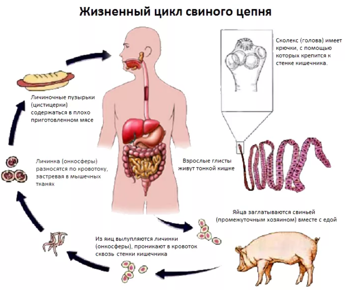 Попадает в тело промежуточного хозяина