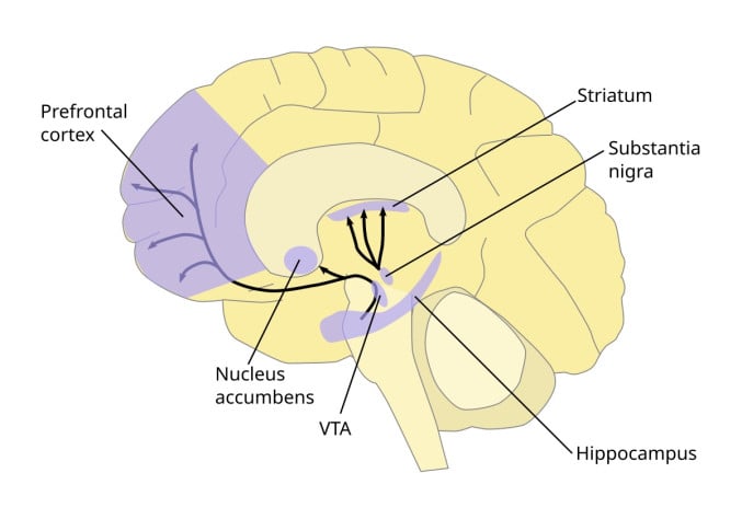 Дофаминовый путь