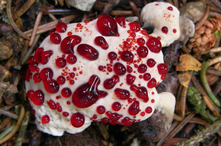 Hydnellum peckii. &quot;Кушоть&quot; нельзя