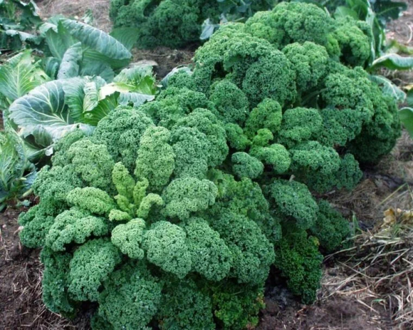 Кудрявая капуста ИРЛ