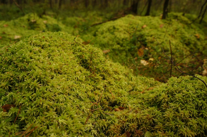 Sphagnum